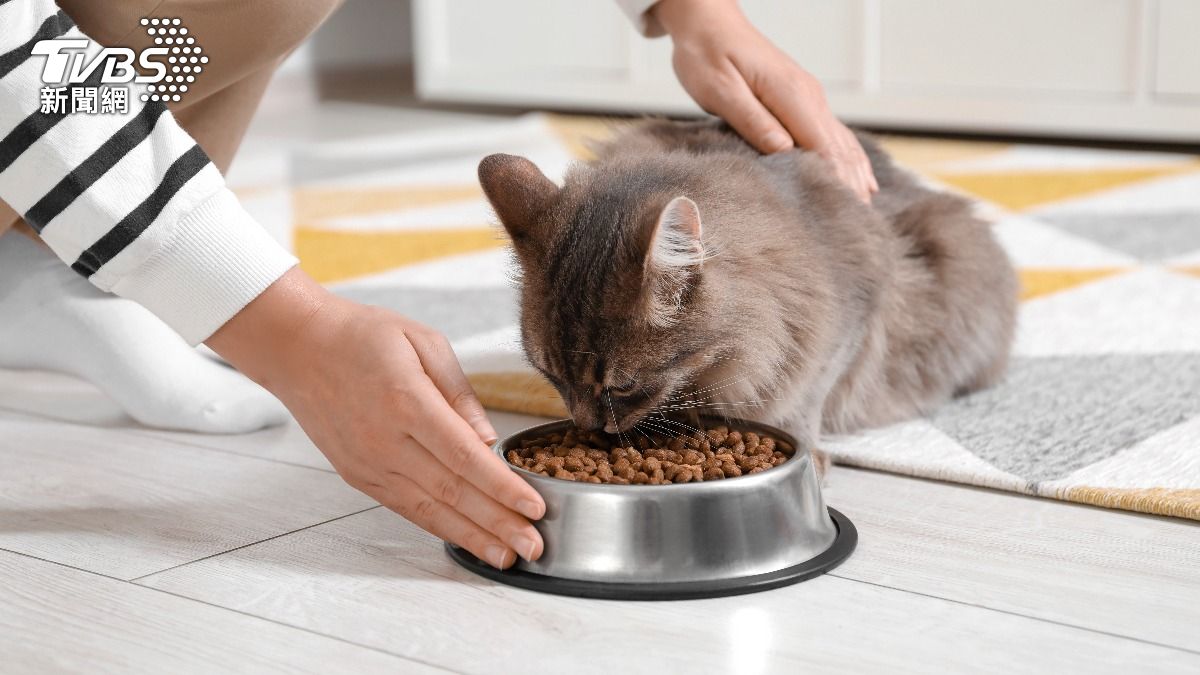 到府餵貓服務近日越來越熱門。（示意圖／shutterstock 達志影像）