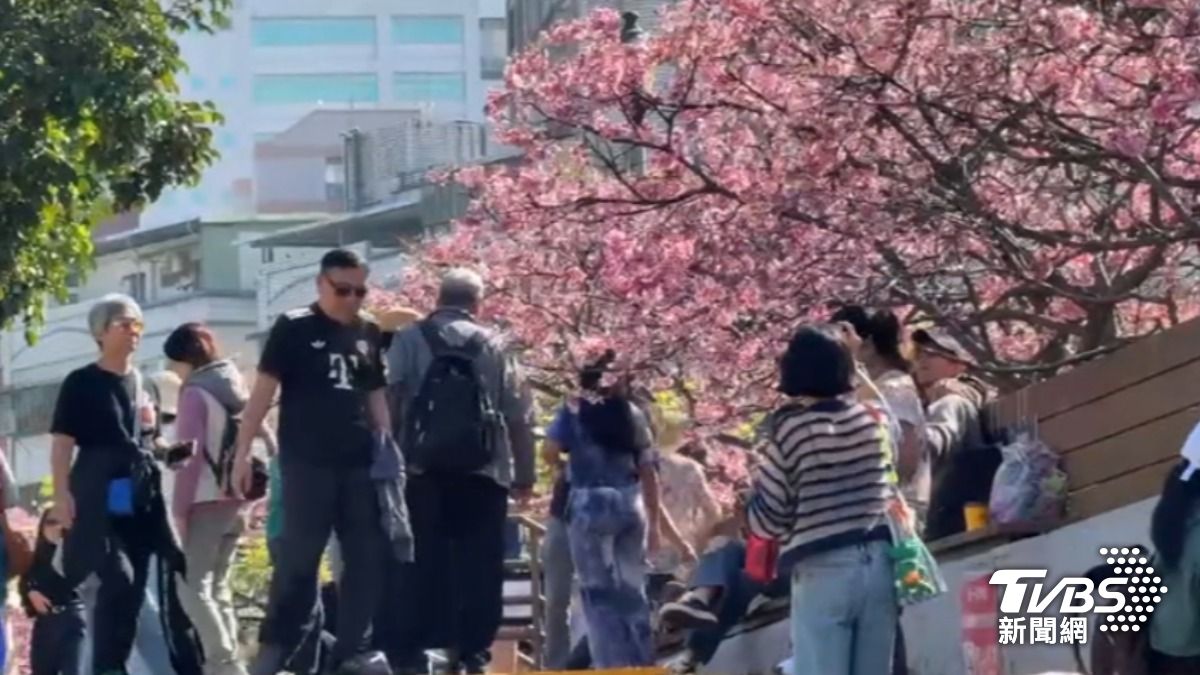 內湖樂活公園櫻花陸續盛開。(圖/TVBS)