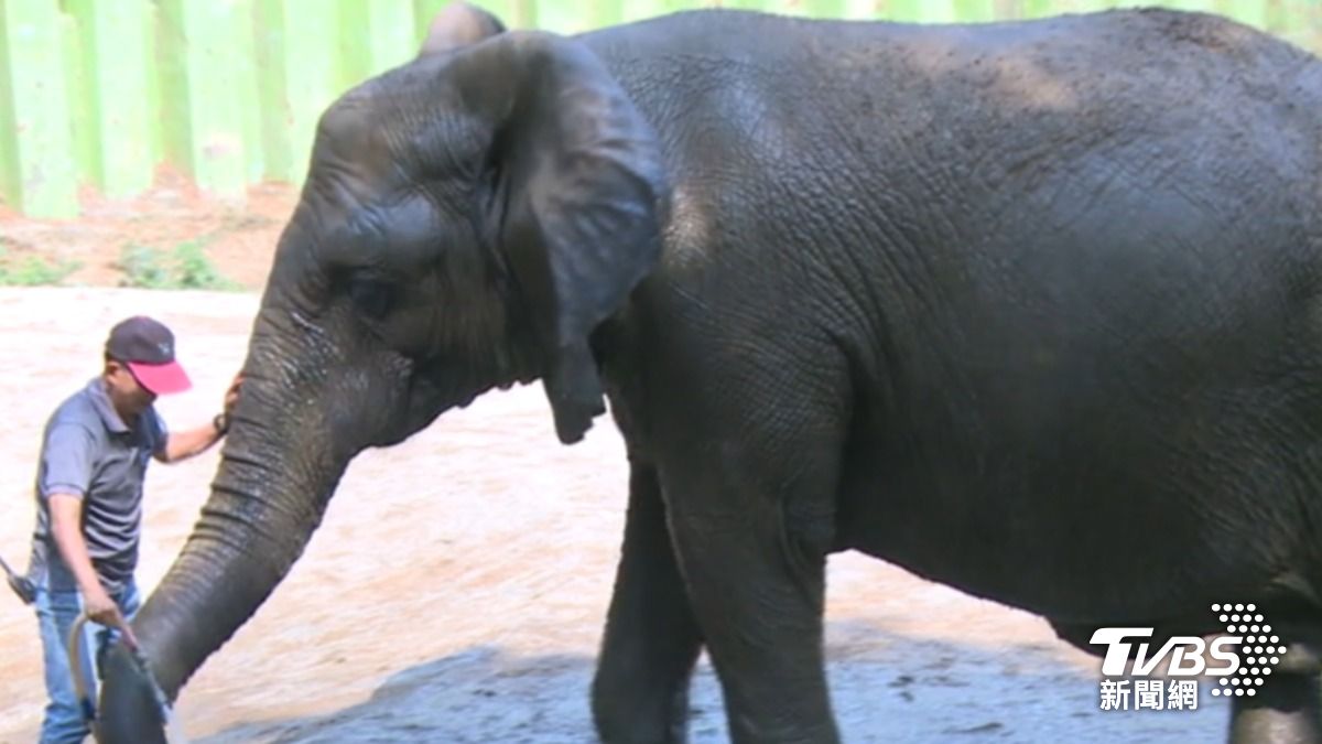 高雄壽山動物園的明星非洲象「阿里」離世。(圖/TVBS)