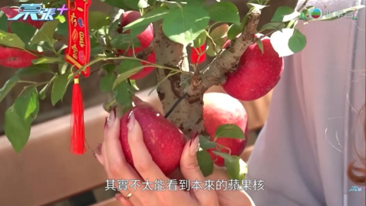 香港「假蘋果樹」詐騙買過年盆栽的消費者(圖/TVB東張西望)