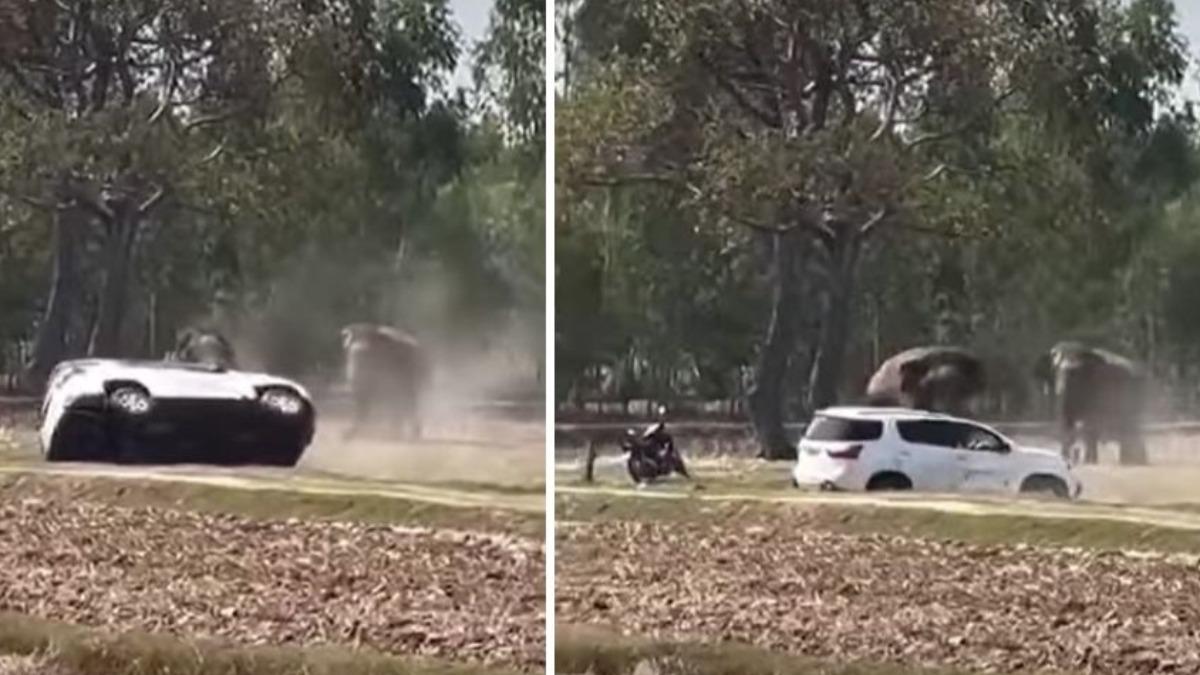 一頭大象疑似因被催促交配而情緒不穩暴走，重傷了飼主。（圖／翻攝FB@Nonthawat Wisutthipat）