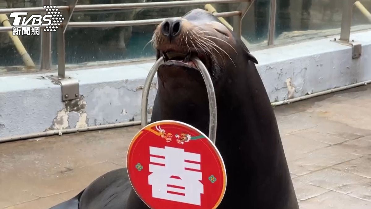可愛海獅發紅包,讓遊客又驚又喜。(圖/TVBS)