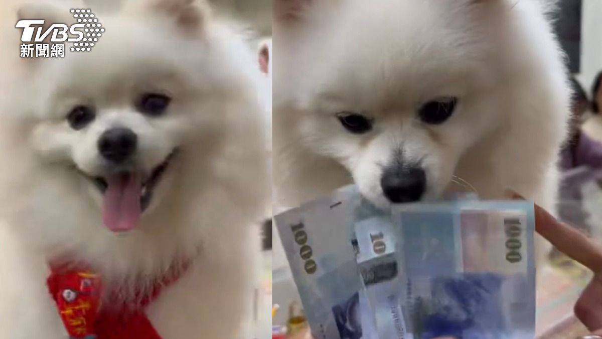 靈犬來C！前鮮肉警帶愛犬「刮刮樂路跑」　狂掃102萬老闆跪了