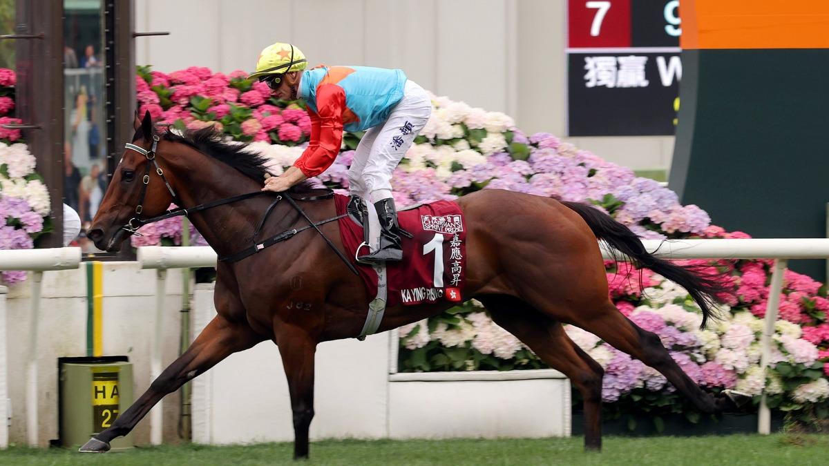 香港知名賽馬「嘉應高昇」年初六將挑戰連18勝，總獎金已經超過台幣5.2億。 （圖／香港賽馬會）