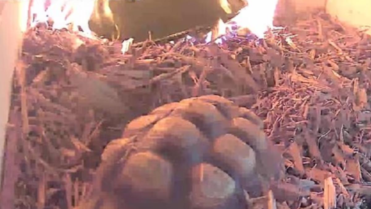 龜窩起火主人不在家!烏龜火海中「緩步爬行」求生 結局曝