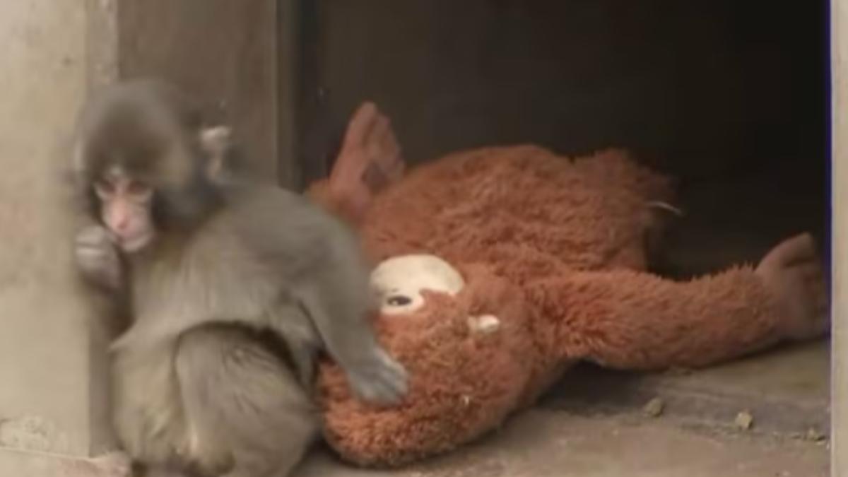 Panchi君與喜愛的紅毛猩猩玩偶。(圖/翻攝 TBS News)