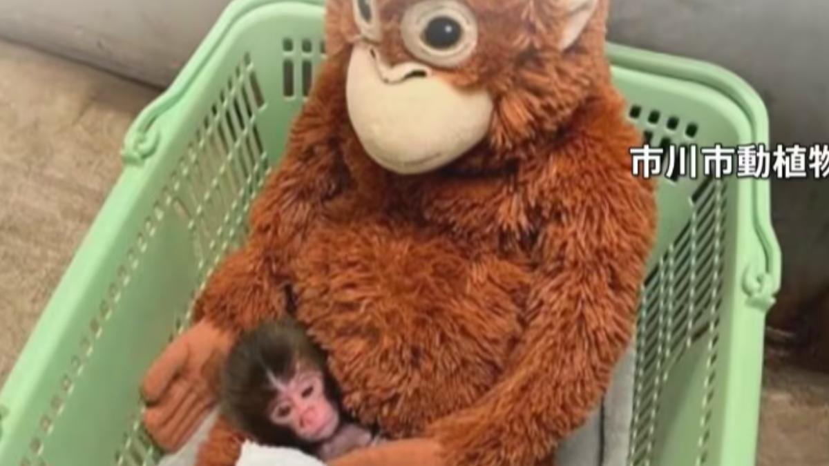 Panchi君依偎在喜愛的紅毛猩猩玩偶。(圖/翻攝 TBS News)