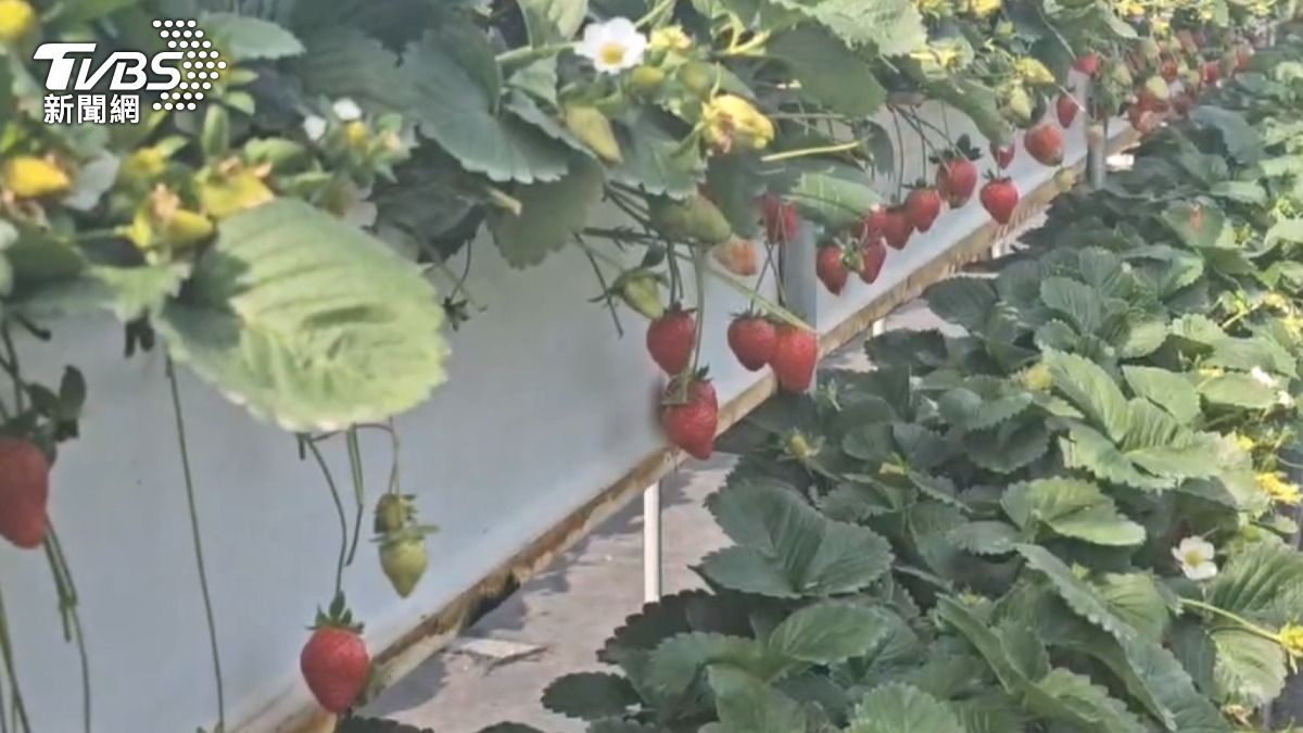 苗栗大湖草莓二期果盛產中。（圖／TVBS）