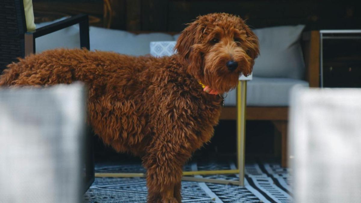 大型貴賓犬。示意圖，非當事犬隻（pexels）