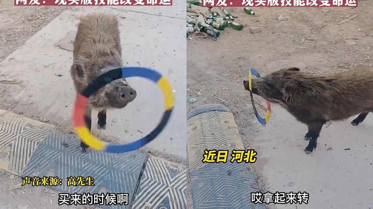 本是過年加菜！陸河北小豬「學雜技」撿回一命　網笑：太高超了
