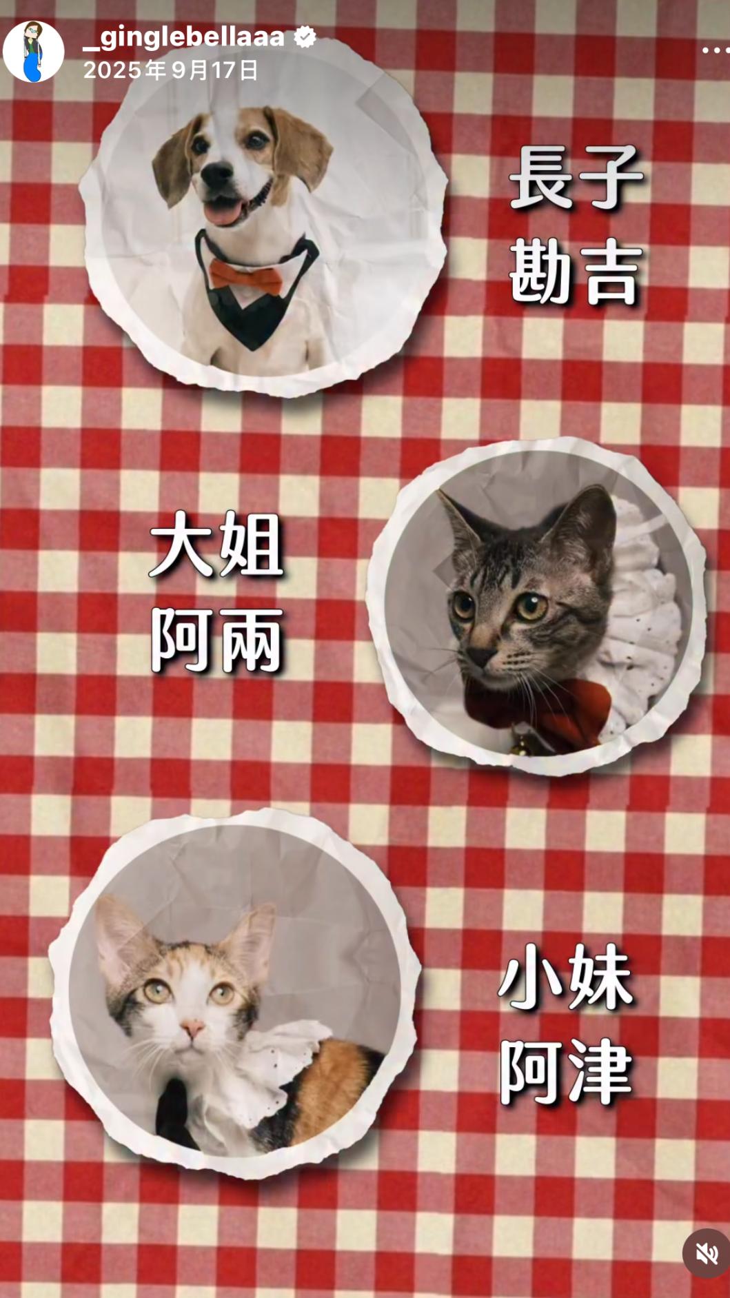 王淨家中的三位毛孩成員。(圖/翻攝自IG@_ginglebellaaa)