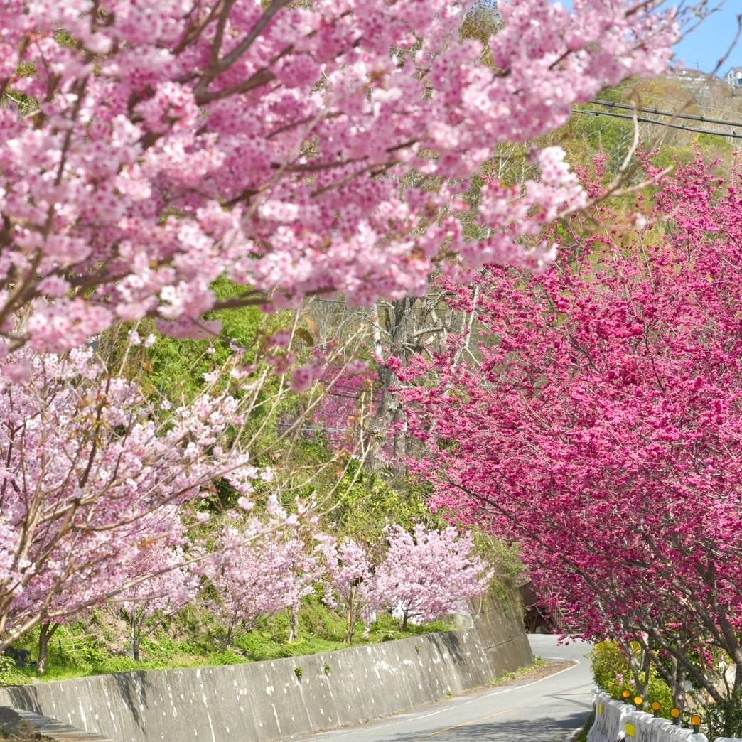 北橫櫻花季浪漫綻放。(圖/樂遊桃園臉書)