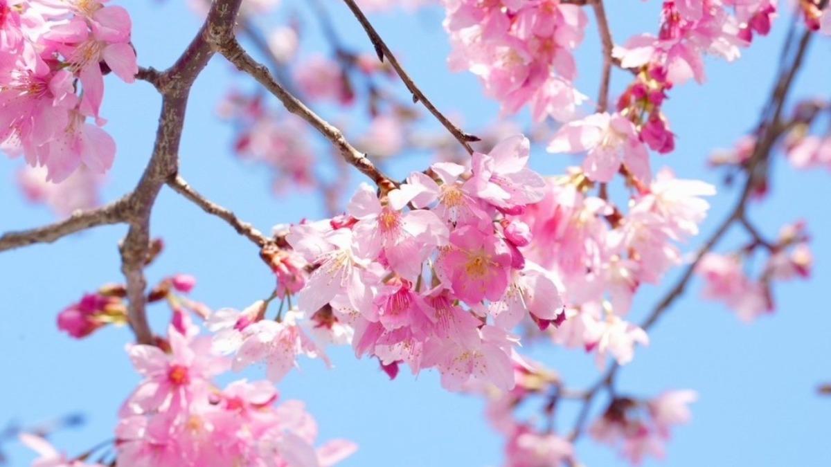 櫻花季浪漫登場。(圖/樂遊桃園臉書)