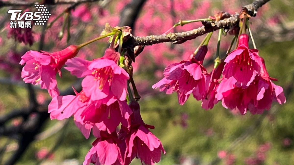 北橫櫻花季浪漫綻放!粉色絕美景象曝 交管措施一次看