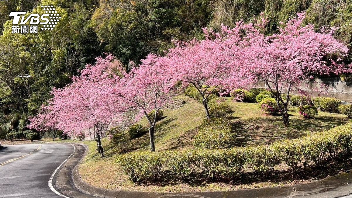 櫻花浪漫綻放。(圖/TVBS)