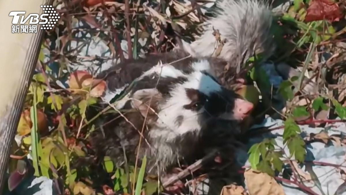 苗栗銅鑼爆「鼬獾狂犬病」首例! 免費疫苗預約開跑
