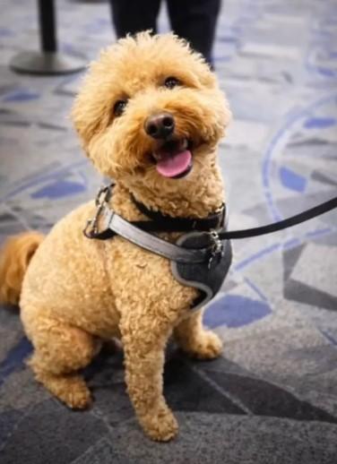 遭棄養的兩歲金毛貴賓犬。（圖／翻攝 New York Post）