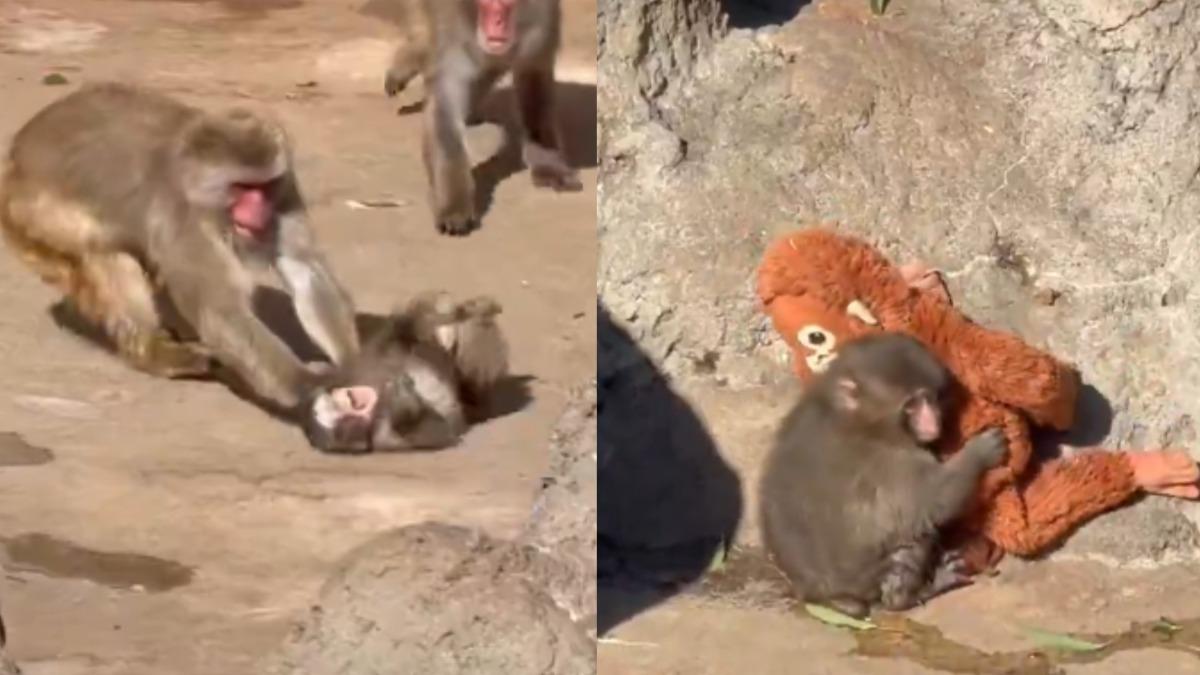 把玩偶當媽爆紅！「小猴Panchi」遭拖行慘叫網心碎　動物園揭真相