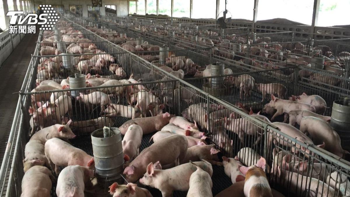 韓國非洲豬瘟擴散!首次驗出「飼料含病毒」 2個月暴增18例