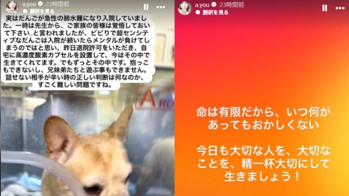 濱崎步不堪愛犬受苦。(圖/翻攝自IG)