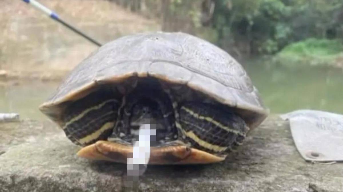 惡劣!桃園國中生涉虐待動物 強迫烏龜「叼根菸」畫面曝