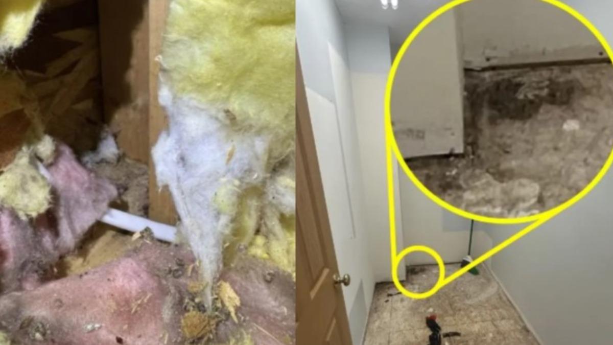 經過專業人員與黴菌偵測犬檢測，發現竟然整間屋子的牆面內壁、地毯下方、角落等處全是黴菌和漏水痕跡。（圖／翻攝 IG @applfrittr11）