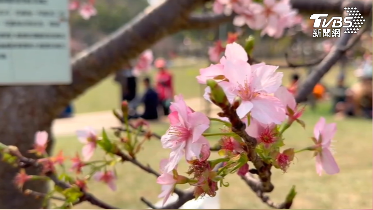 新竹公園櫻花盛開逾800株，民眾搶拍 。（圖／TVBS）