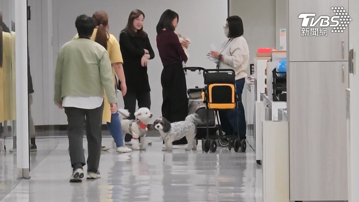 衛武營辦公室內放眼望去，部分員工旁邊出現了小跟班，毛小孩安靜地陪在一旁，模樣相當可愛。（圖／TVBS）