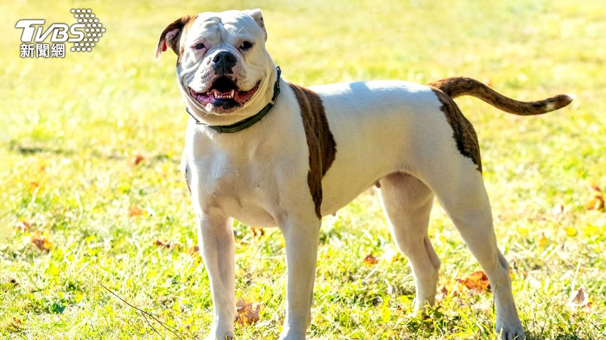 美1歲嬰換尿布突遭鬥牛犬襲擊!全身慘被「瘋狂撕咬」重傷送醫
