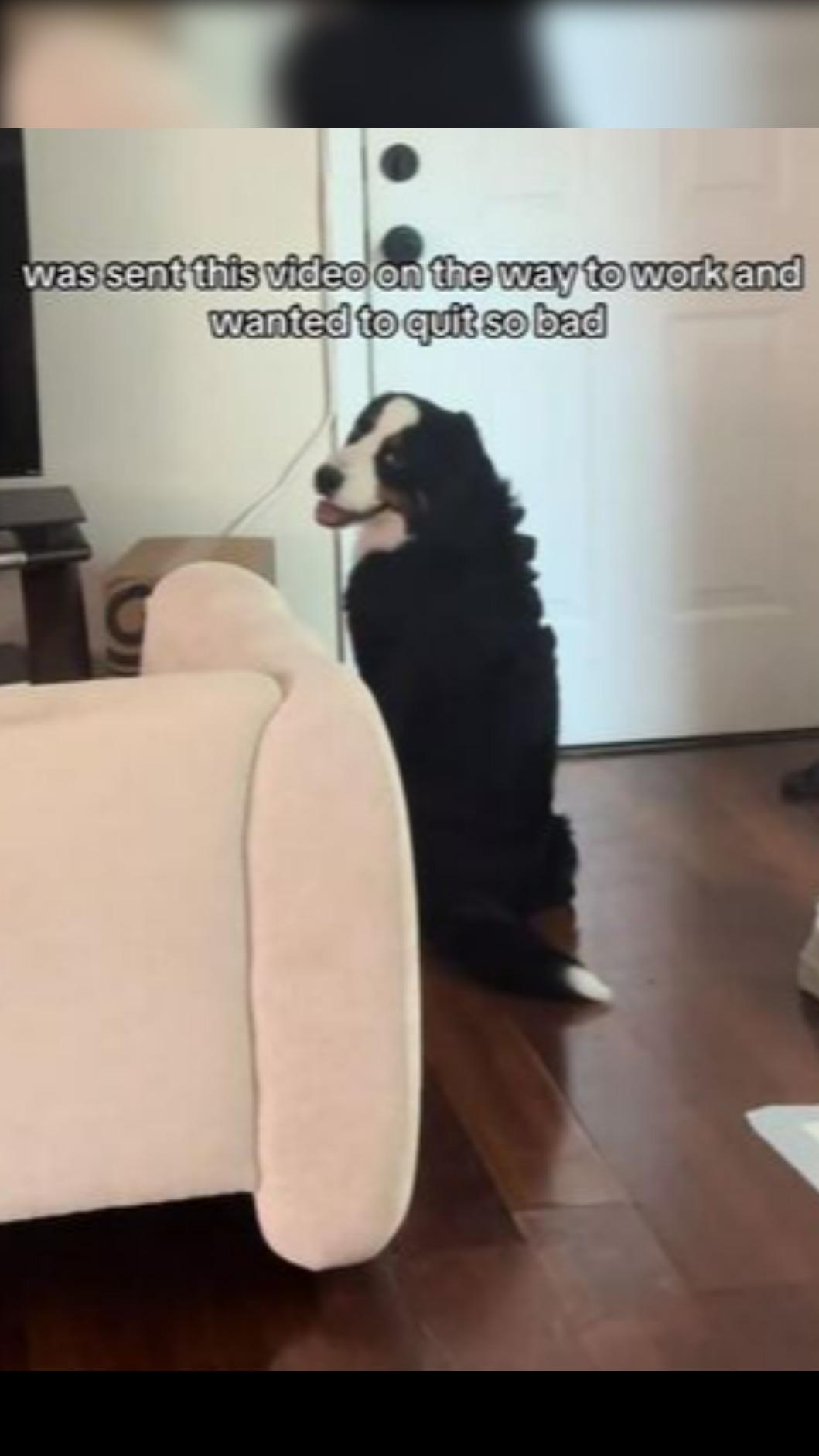 飼主分享,她出門上班時Matcha獨自在門口等媽媽回家。(圖/翻攝自TikTok@matchabernie)