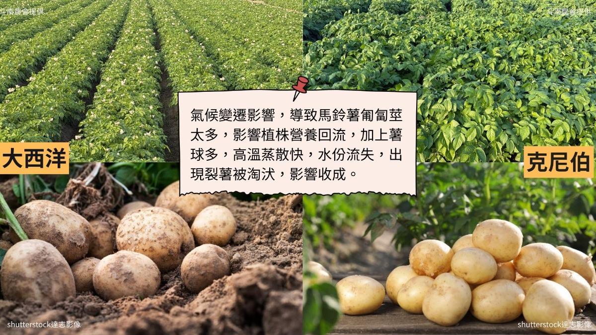 馬鈴薯也有欠收的情況,過去這幾年因為氣候變遷的關係,導致2個品種在種植時,還是會遇到高溫或乾旱的影響,導致「大西洋」、「克尼伯」出現裂薯或是塊莖過多又太小,影響整體收成。(圖/達志影像、斗南農會提供)
