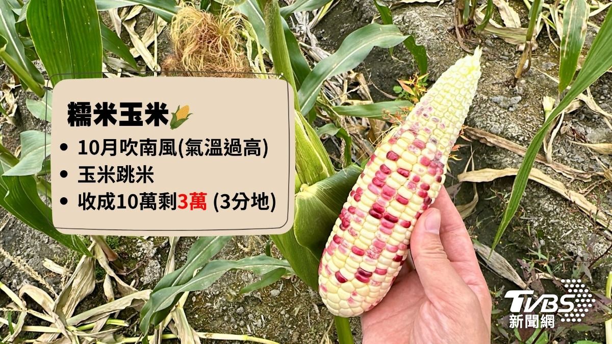 以糯米玉米來看,如果開花期遇到吹南風,就會出現跳米,一串有三分之一長不出來,批發商不收的情況下,農夫慘賠。(圖/陳詩璧攝)