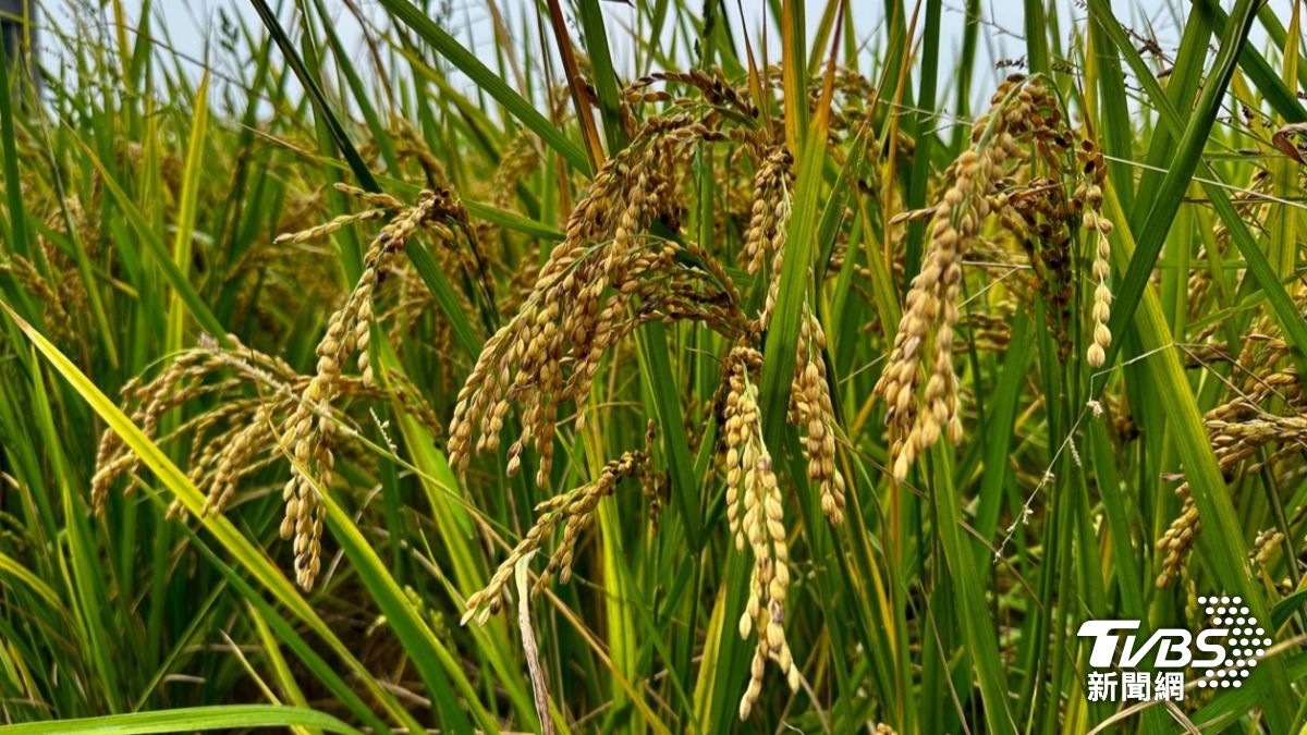 乾旱風災接力!2025收購價漲稻米欠收 馬鈴薯玉米熱傷害