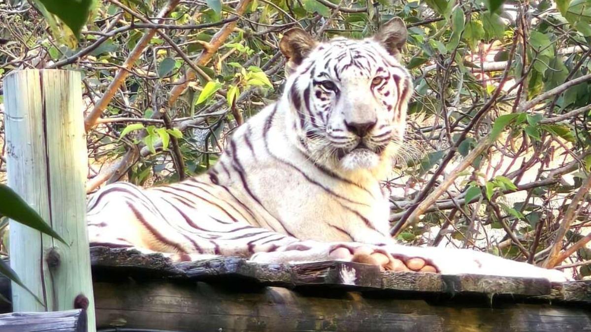 昭海晚年受腎病所苦,在園方照料下仍保有舒適晚年。(圖/壽山動物園)