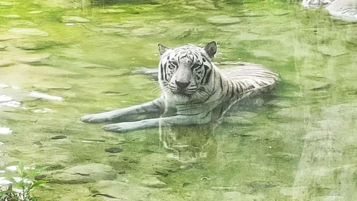 在母象阿里過世後,白老虎昭海也相繼辭世。(圖/壽山動物園)