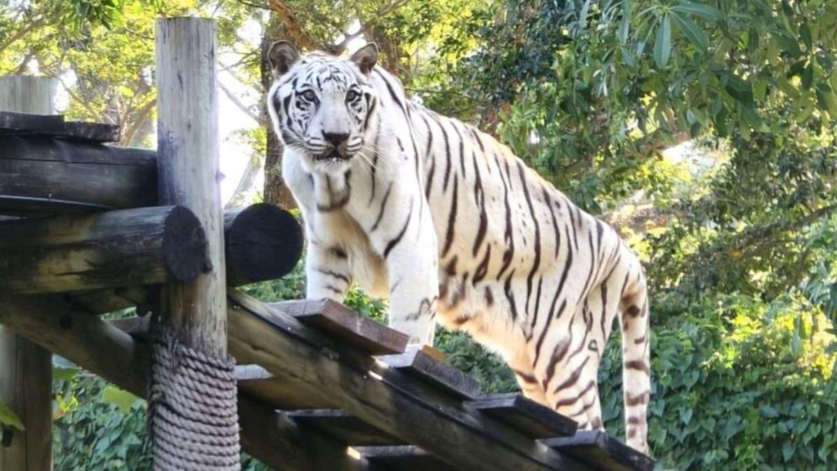壽山動物園白老虎「昭海」過世,享高壽19歲。(圖/壽山動物園)