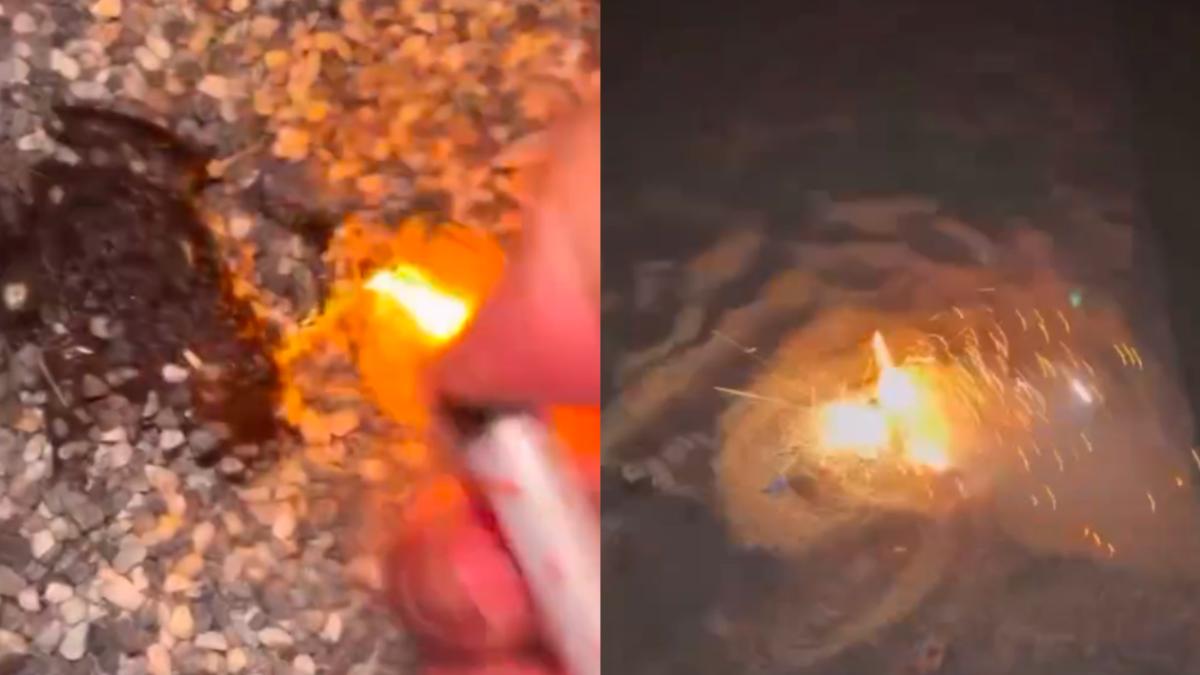 過年虐殺青蛙賺流量!台南2高工學生身份曝光 市府出手開罰