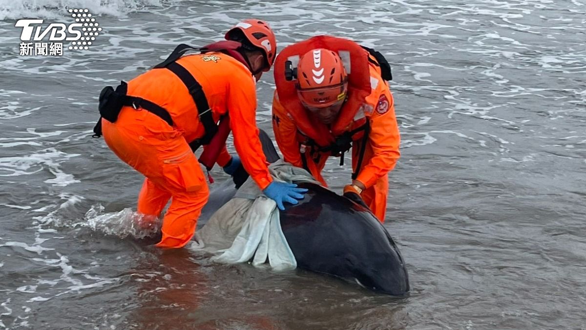 疑遭大魚群追趕!屏東沙灘「11隻小虎鯨擱淺」 4隻死亡