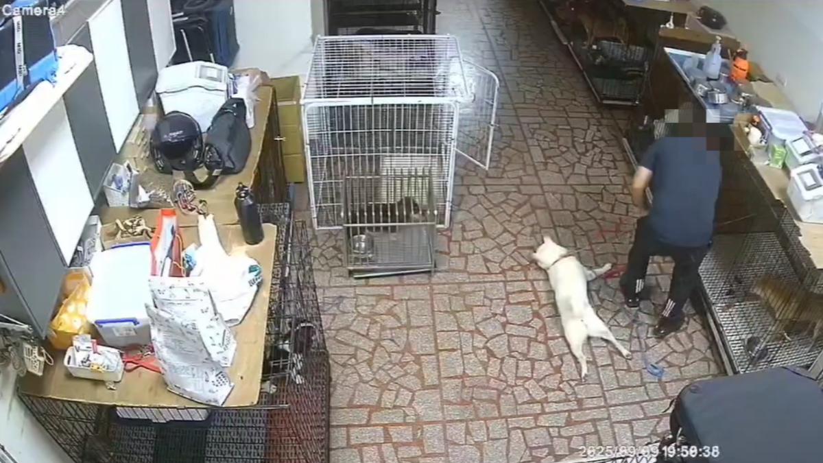 桃園訓犬學校遭爆虐狗。(圖/翻攝自 動物醫院評價分享爆料 AESB FB)