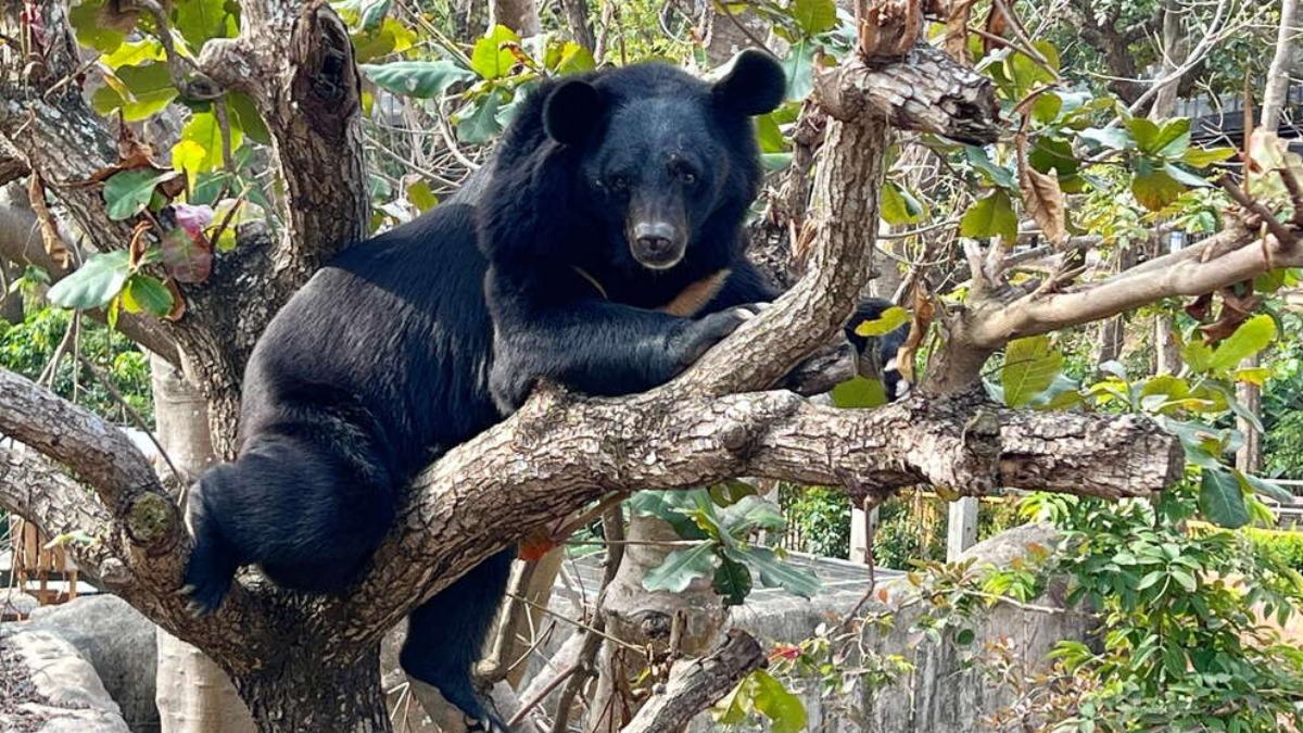 短時間痛失2明星動物!壽山動物園還有「牠們」 園區新計畫曝光