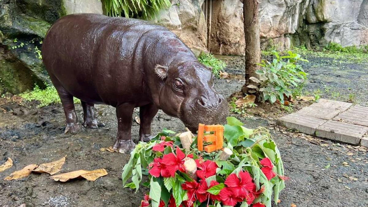 侏儒河馬「春圓」備受大小朋友喜愛。(圖/取自壽山動物園官網)