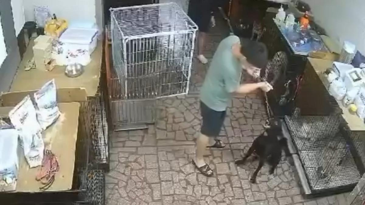砸百萬送訓犬中心！柴犬遭虐「癱軟失禁、慘吊半空」　心碎畫面曝
