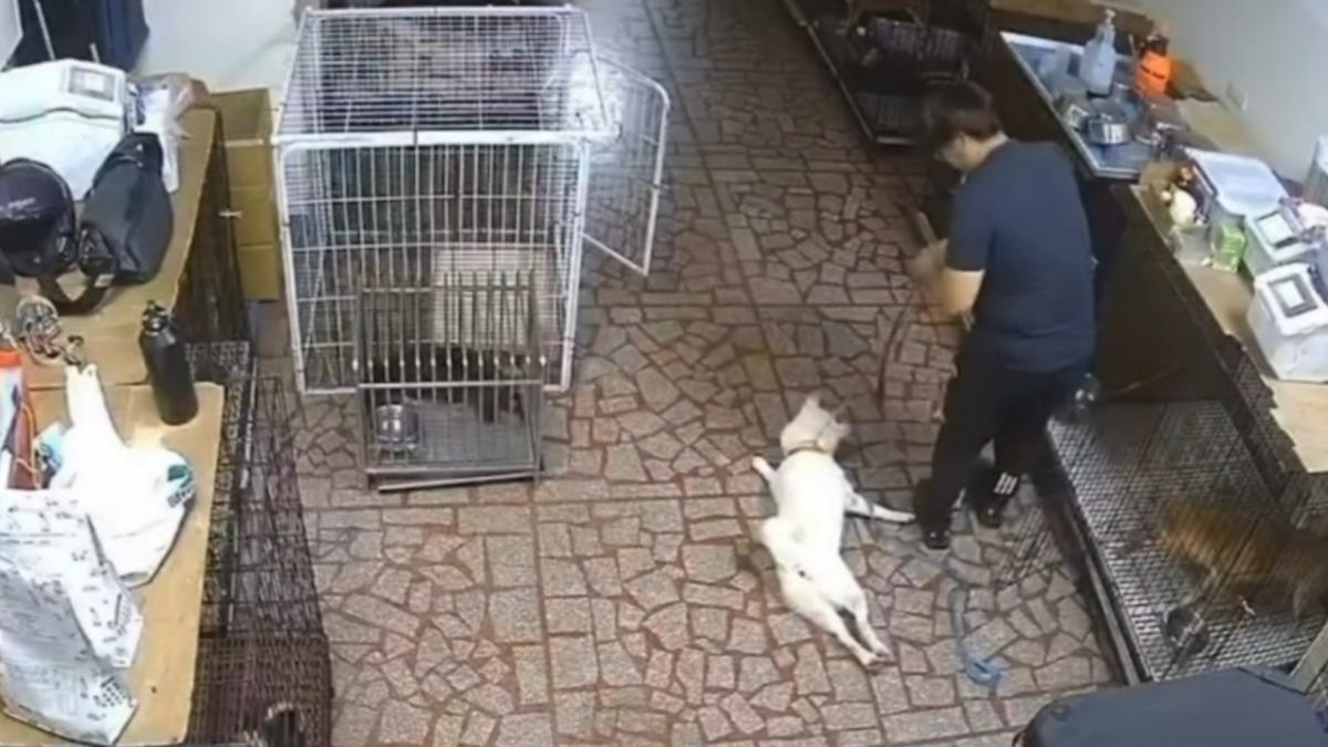 犬隻在訓犬中心遭虐「癱軟失禁、慘吊半空」。(圖/threads@ray_wu_1983授權)