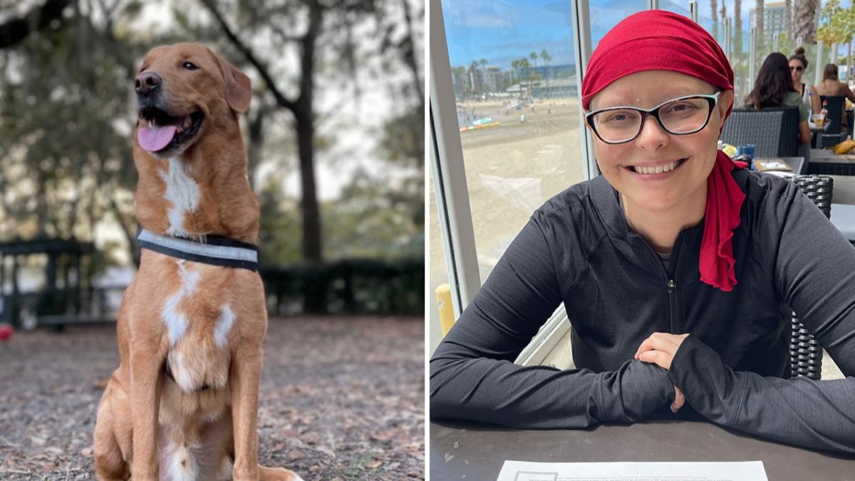 溫馴愛犬突變焦躁「狂頂主人左胸」 她就醫才發現罹患乳癌