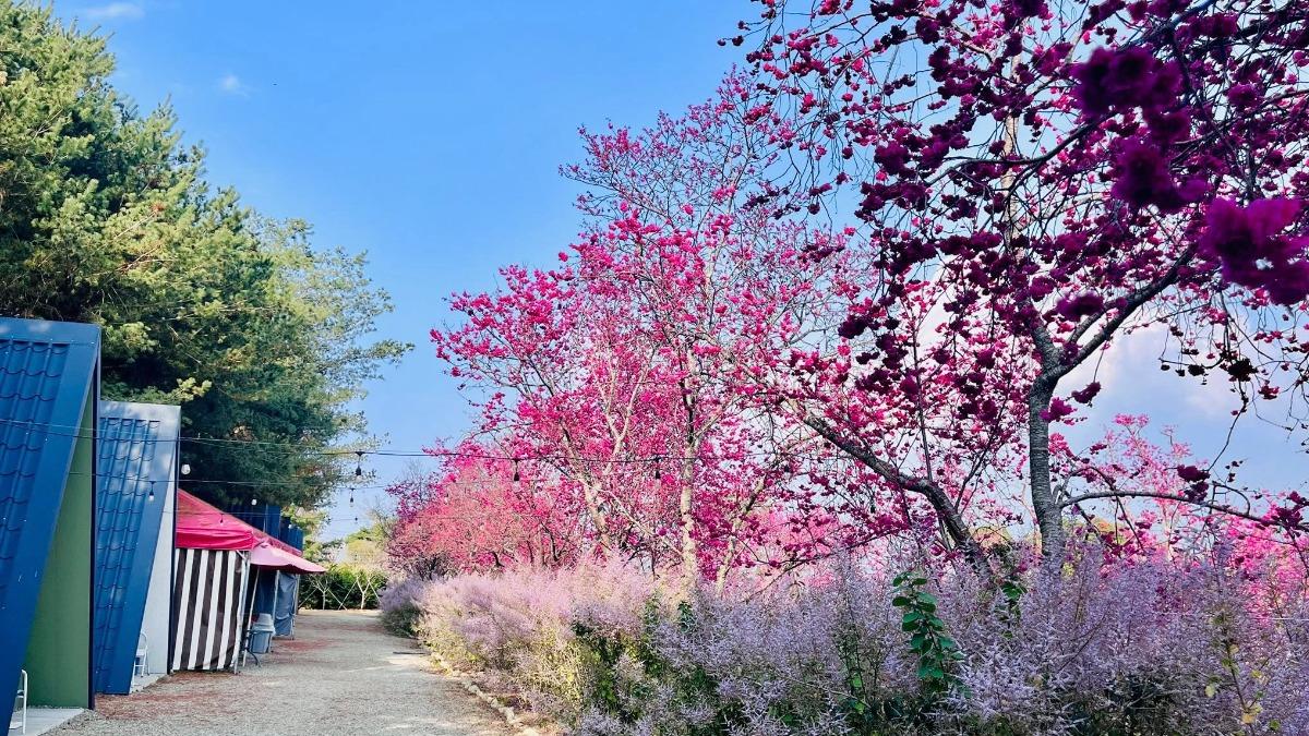 櫻花鳥森林是一座占地約8公頃的複合式休閒農場。(圖/翻攝自櫻花鳥森林粉專)
