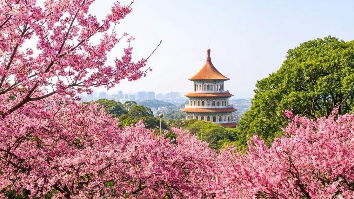 淡水天元宮以「全台最美寺廟櫻花」聞名。(圖/翻攝自淡水天元宮花況報導粉專)
