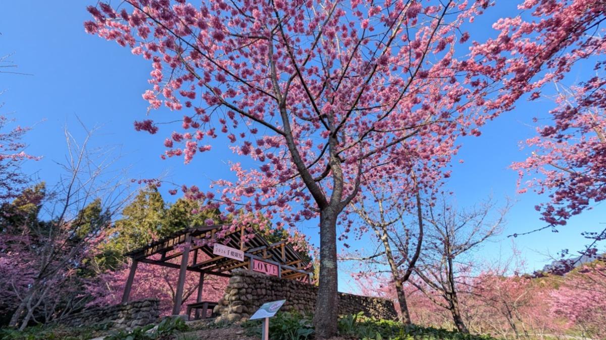 福壽山農場向來是台灣高山賞櫻的經典勝地。(圖/翻攝自福壽山農場FushoushanFarm粉專)