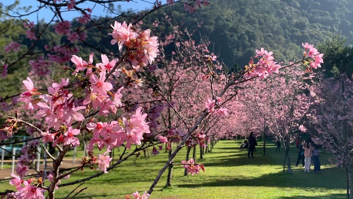 九族文化村是日本櫻花協會唯一認證的海外賞櫻名所。(圖/翻攝自九族櫻花祭粉專)