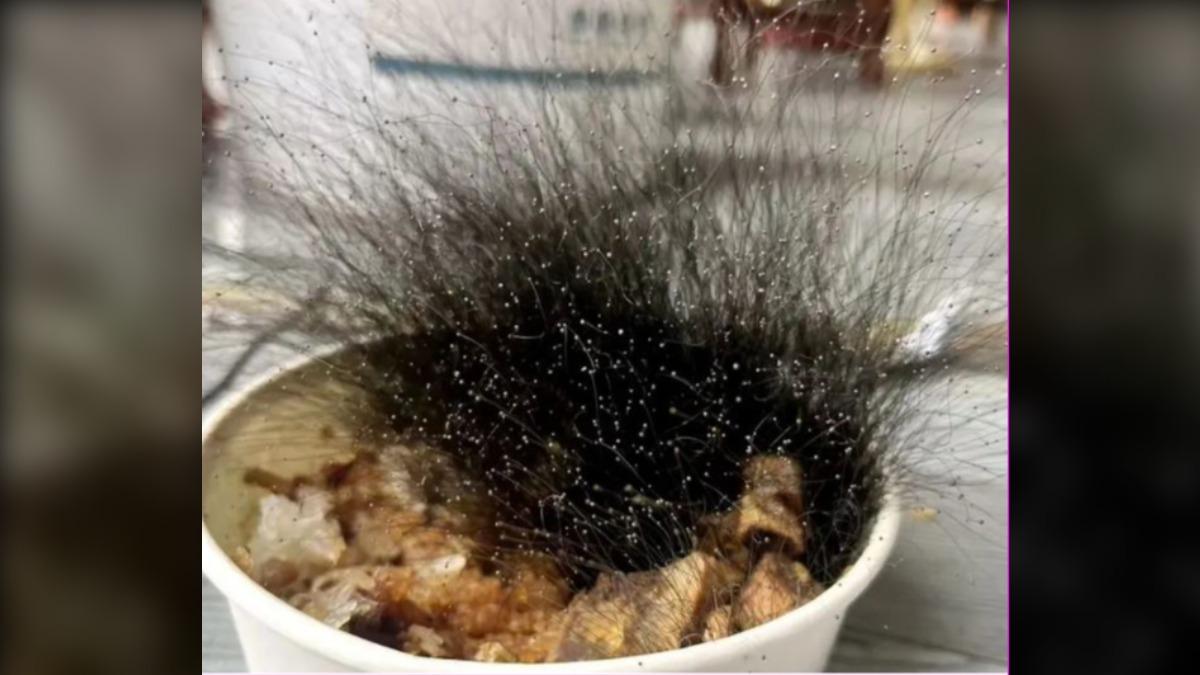 陸男忘記丟牛肉飯 春節回來發現「長15公分濃密頭髮」