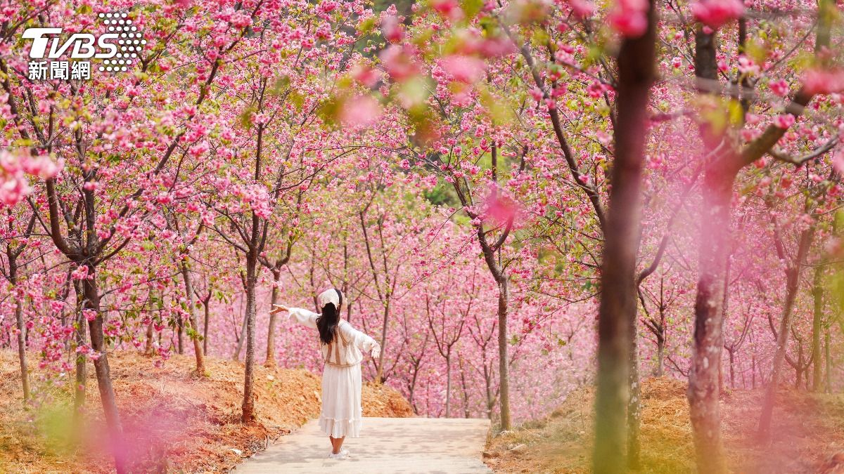櫻花季來了!全台賞櫻熱點Top10出爐 「武陵粉紅海」必衝